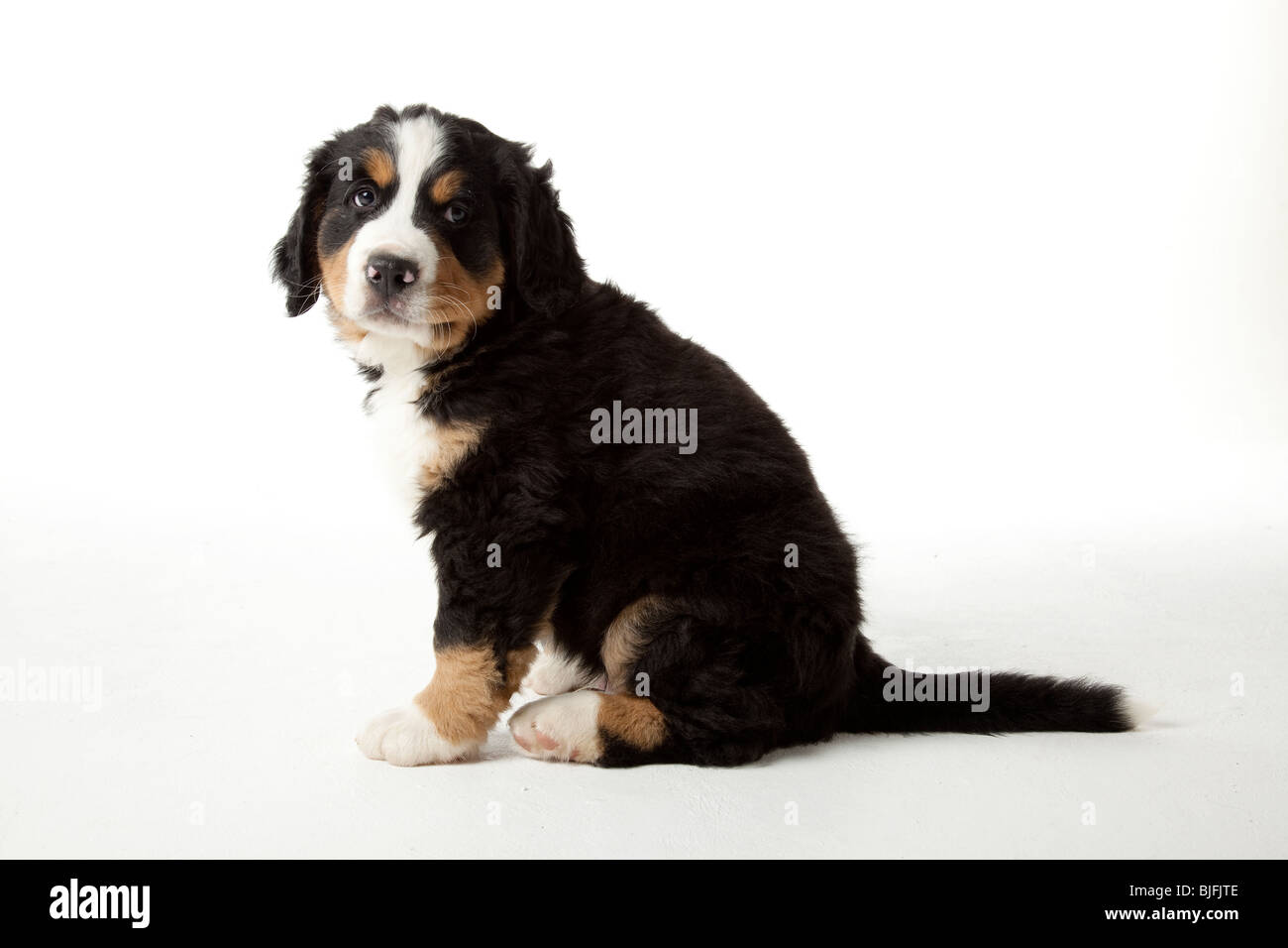 7 weeks old sad Bernese Mountain Dog puppy Stock Photo