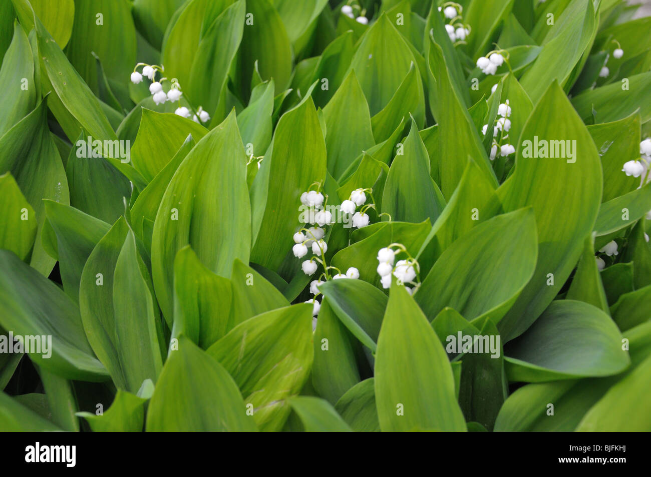 The lily of the valley flowers, surrounded by green leaves Stock Photo ...