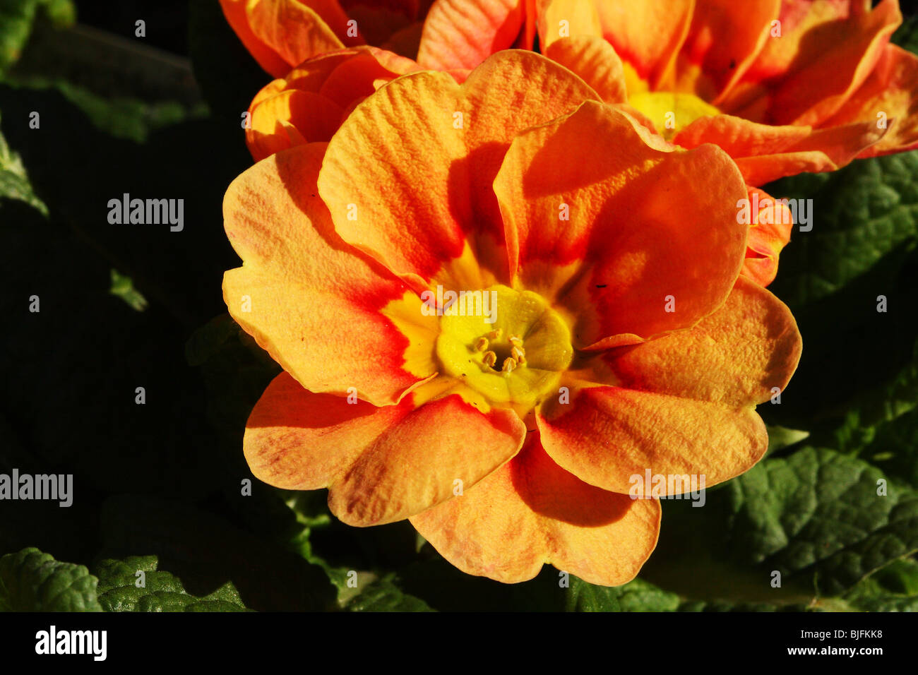 Primrose Family Primulaceae Colourful Orange Spring Flower Stock Photo