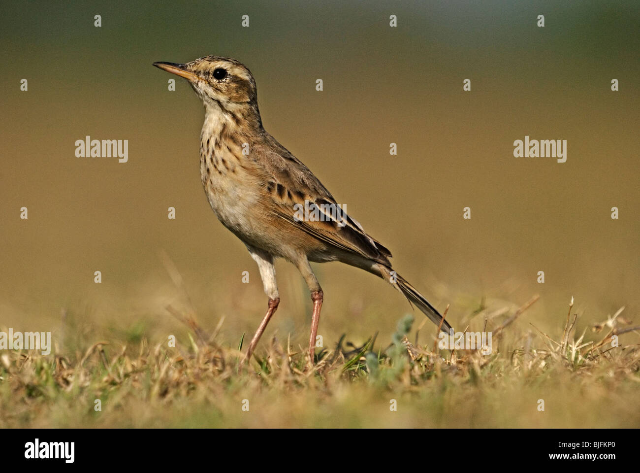 Paddy field pipit (Anthus rufulus) foraging on the ground, India Stock Photo