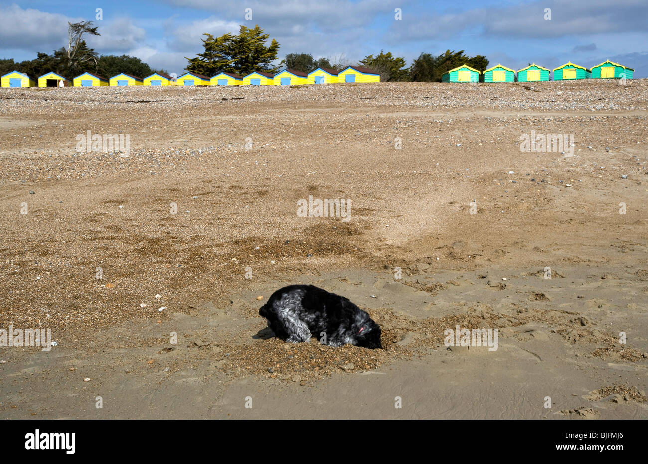Dog Digging on a Sandy Beach Stock Photo Alamy