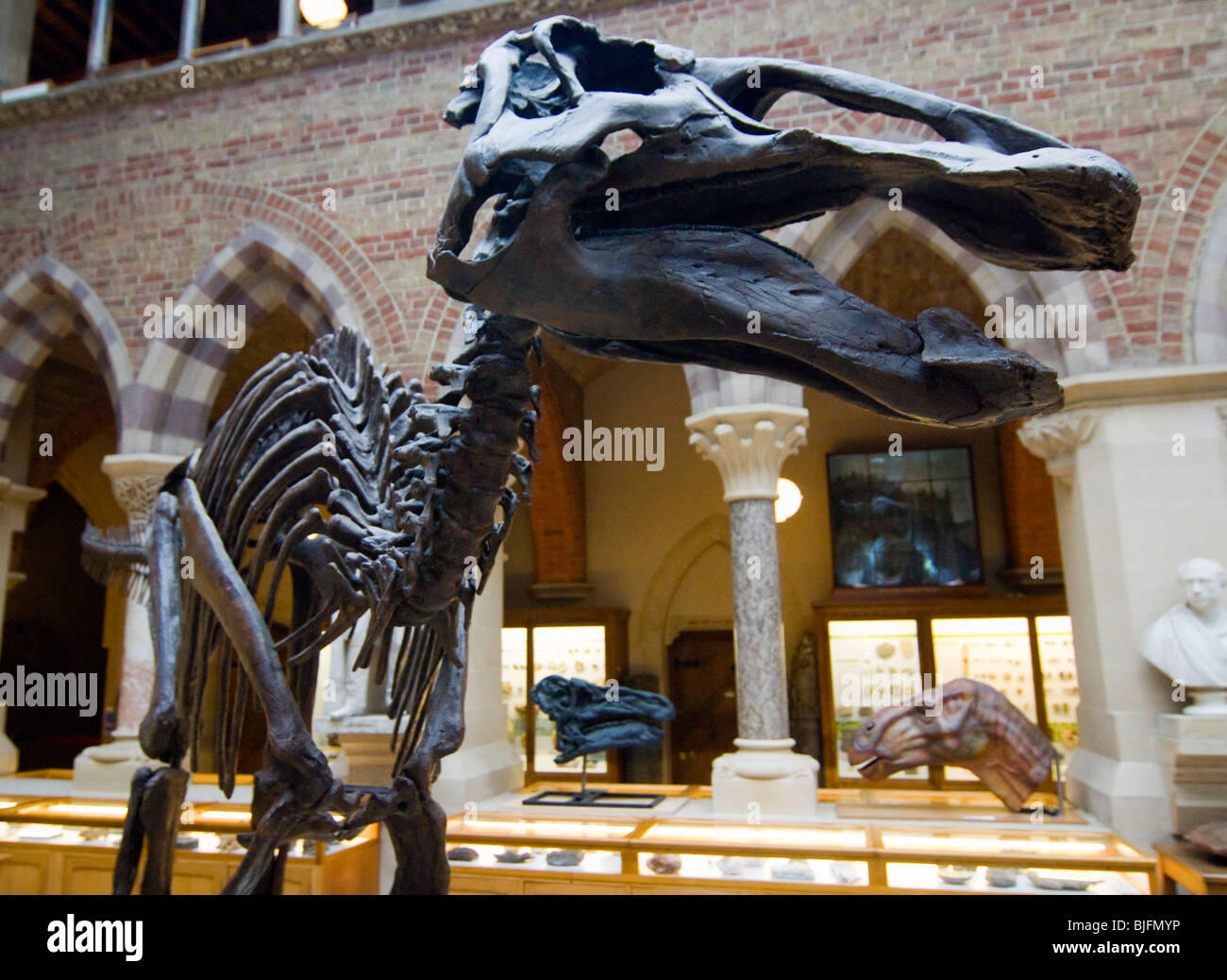 dinosaur-skeleton-at-the-natural-history-museum-oxford-stock-photo-alamy