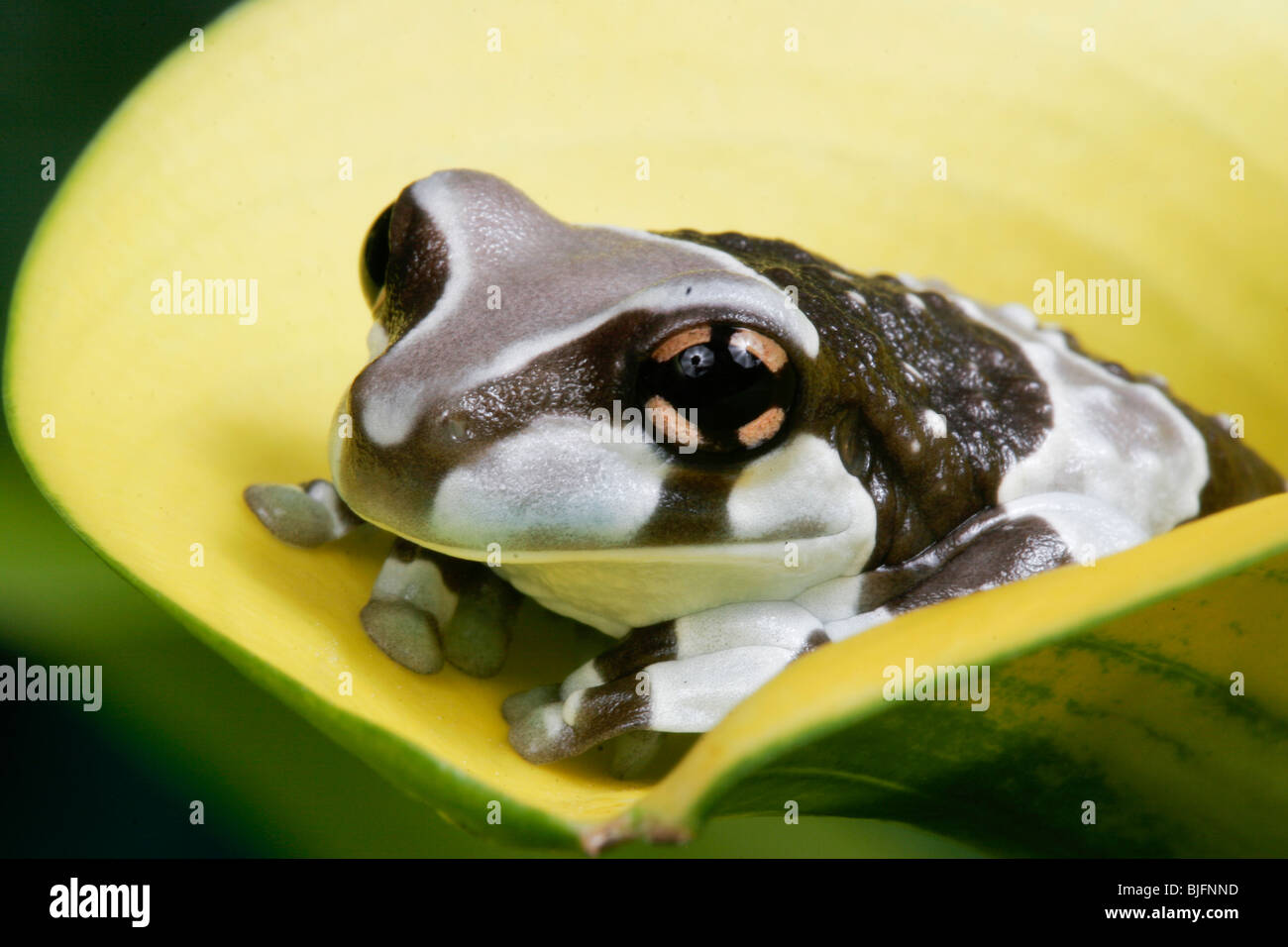 Amazonian Milk Frog, Phrynohyas resinifictrix, South America Stock