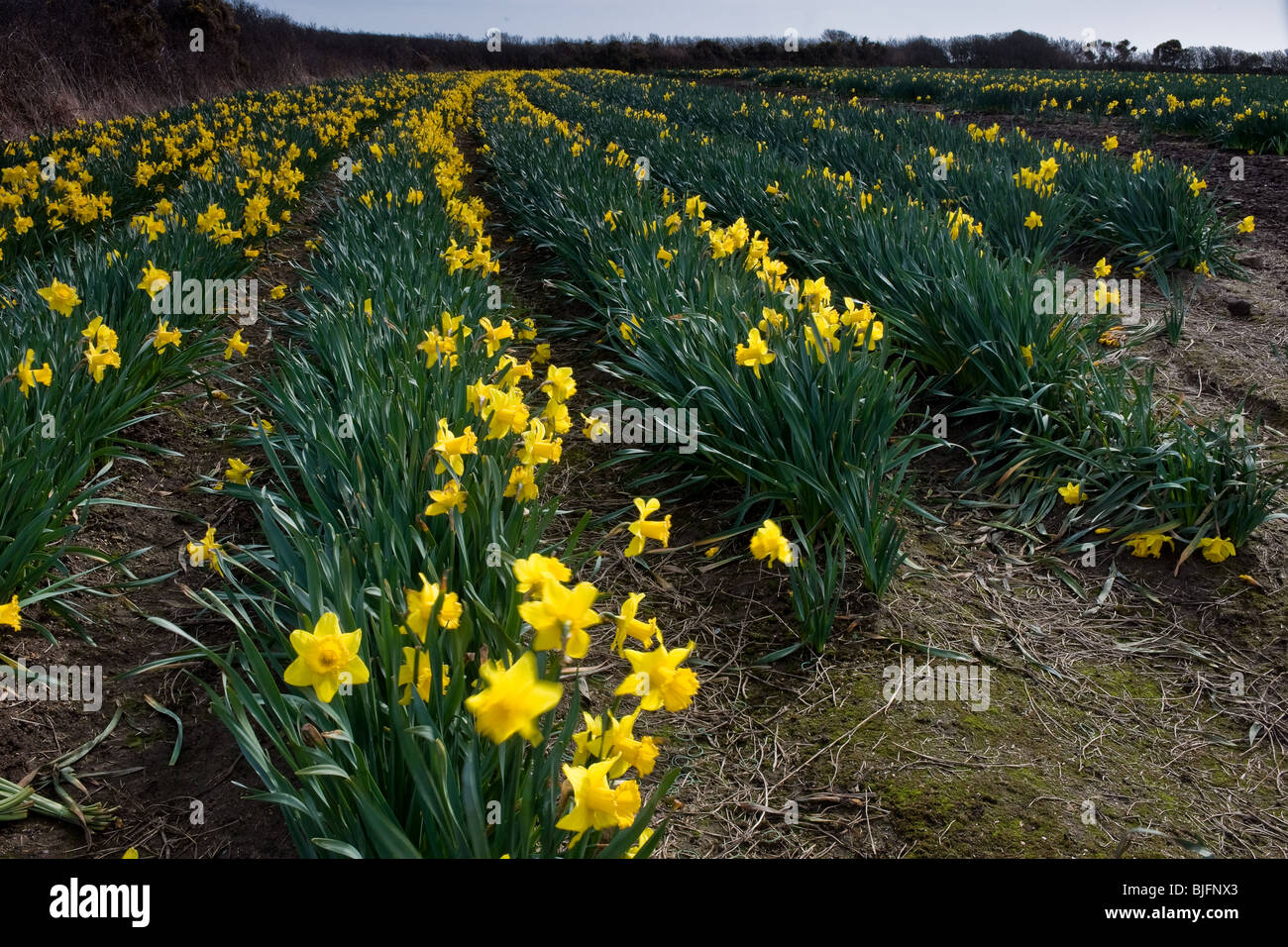 Cornish daffodils hires stock photography and images Alamy