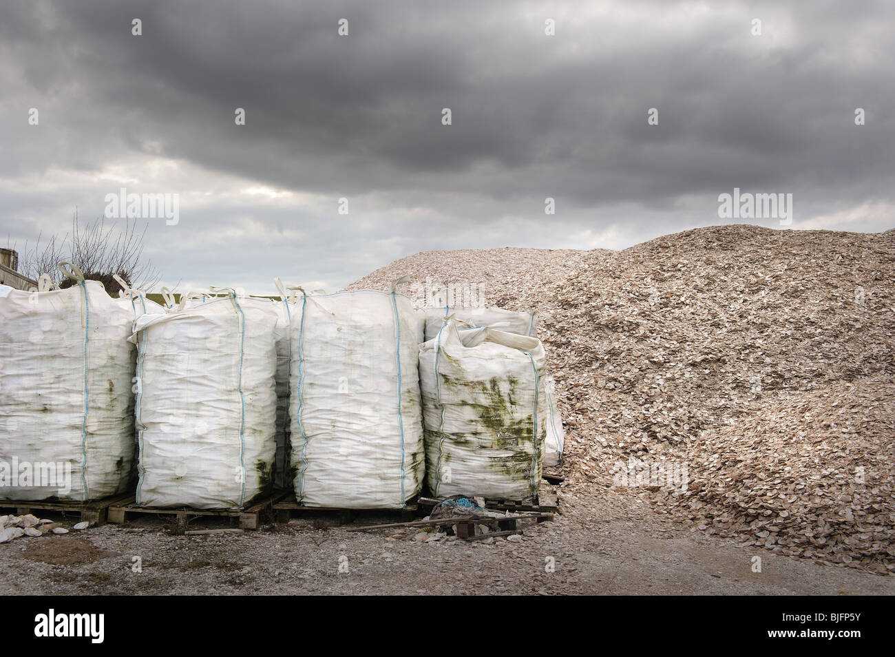 Waste scallop shells before being dumped at sea, Kirkcudbright, SW Scotland Stock Photo