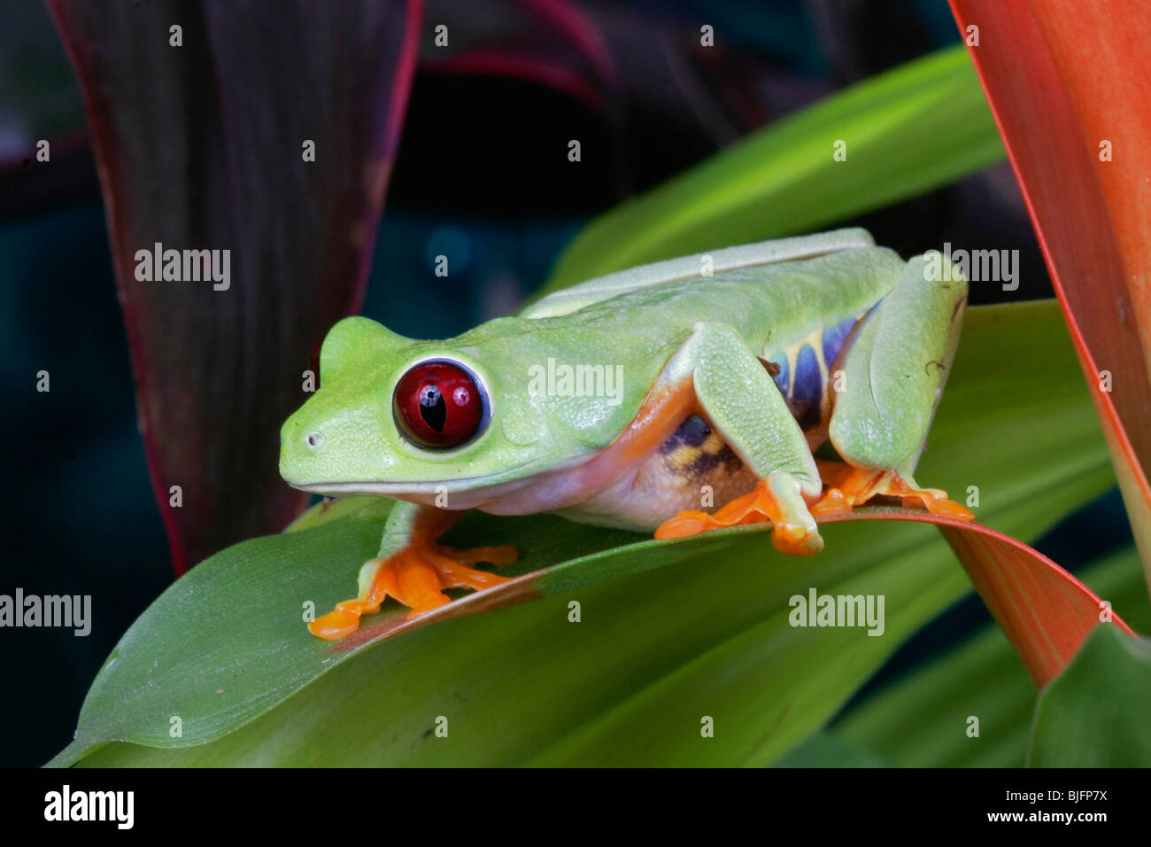 Red Eye Tree Frog, Agalychnis callidryas, Costa Rica Stock Photo