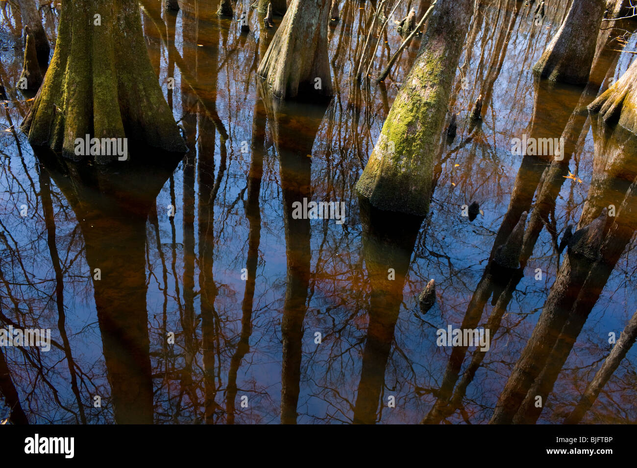 Cypress trees at Four Hole swamp, Francis Beidler Forest, Audubon Center in South Carolina Stock Photo