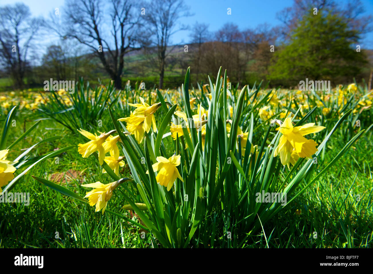 Wild Daffodil flowers, ( Narcissus pseudonarcissus ) or Lent Lilly plants flowering in Farndale, North Yorks Moors, North Yorkshire, England Stock Photo