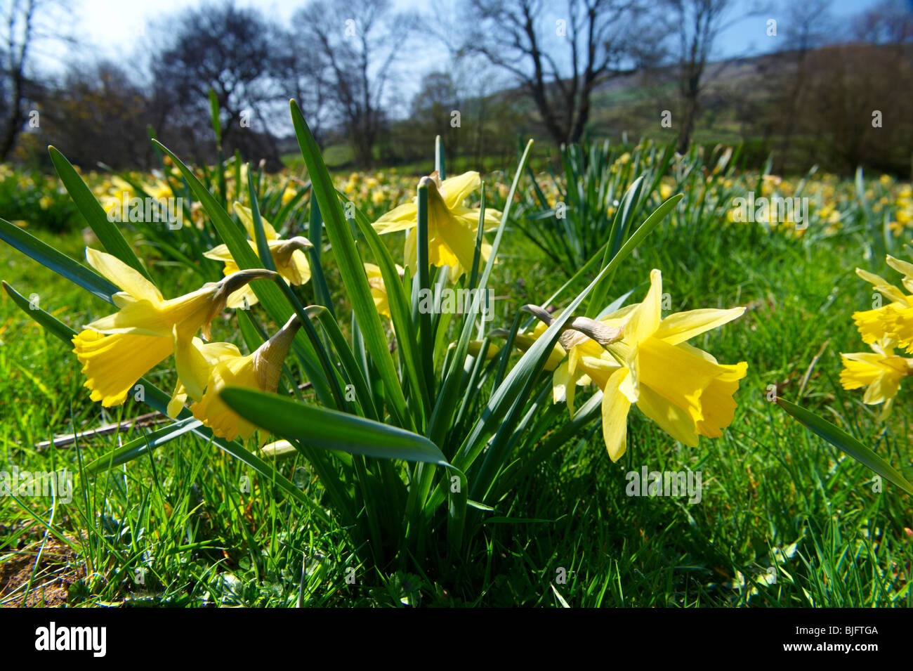 Wild Daffodil flowers, ( Narcissus pseudonarcissus ) or Lent Lilly