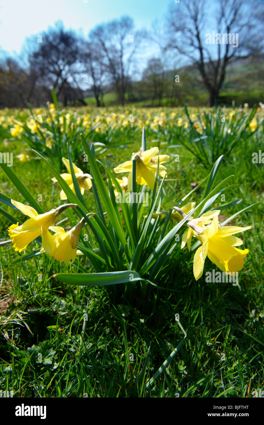 Wild Daffodil flowers, ( Narcissus pseudonarcissus ) or Lent Lilly plants flowering in Farndale, North Yorks Moors, North Yorkshire, England Stock Photo