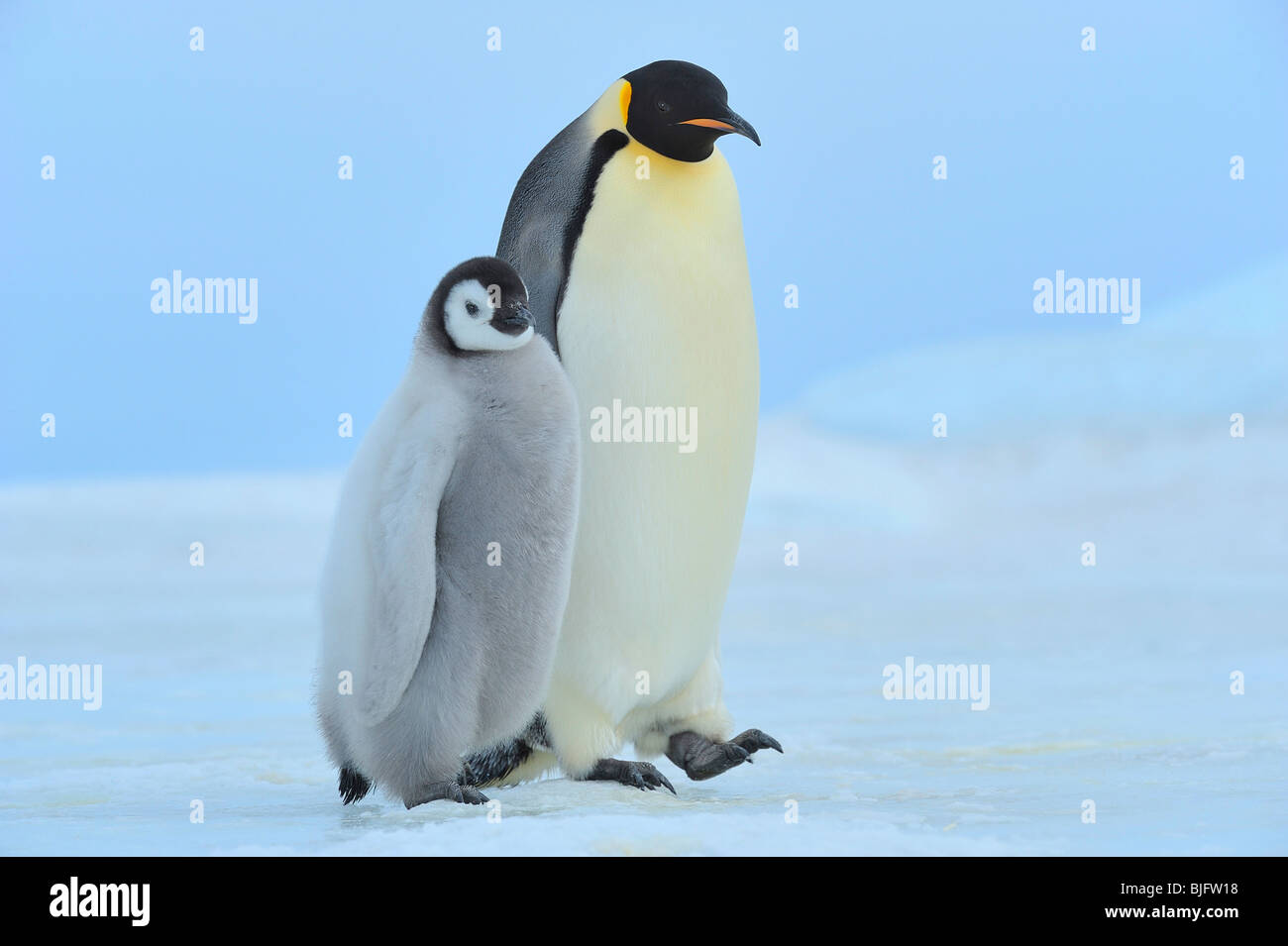 Mother Penguins Walking