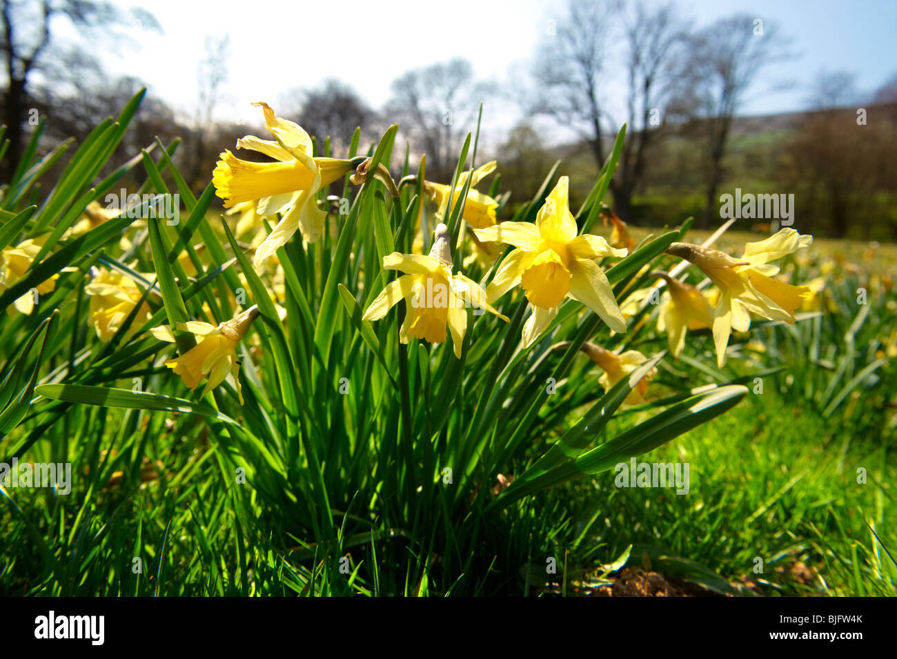 Wild Daffodil flowers, ( Narcissus pseudonarcissus ) or Lent Lilly plants flowering in Farndale, North Yorks Moors, North Yorkshire, England Stock Photo