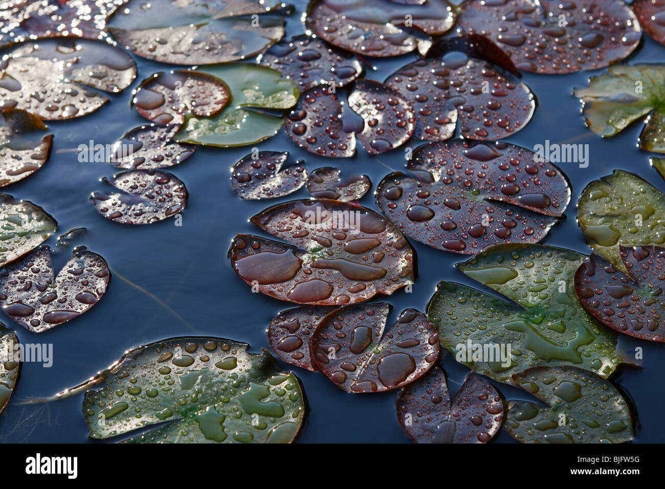 Water lily leaves covered with water droplets Stock Photo - Alamy