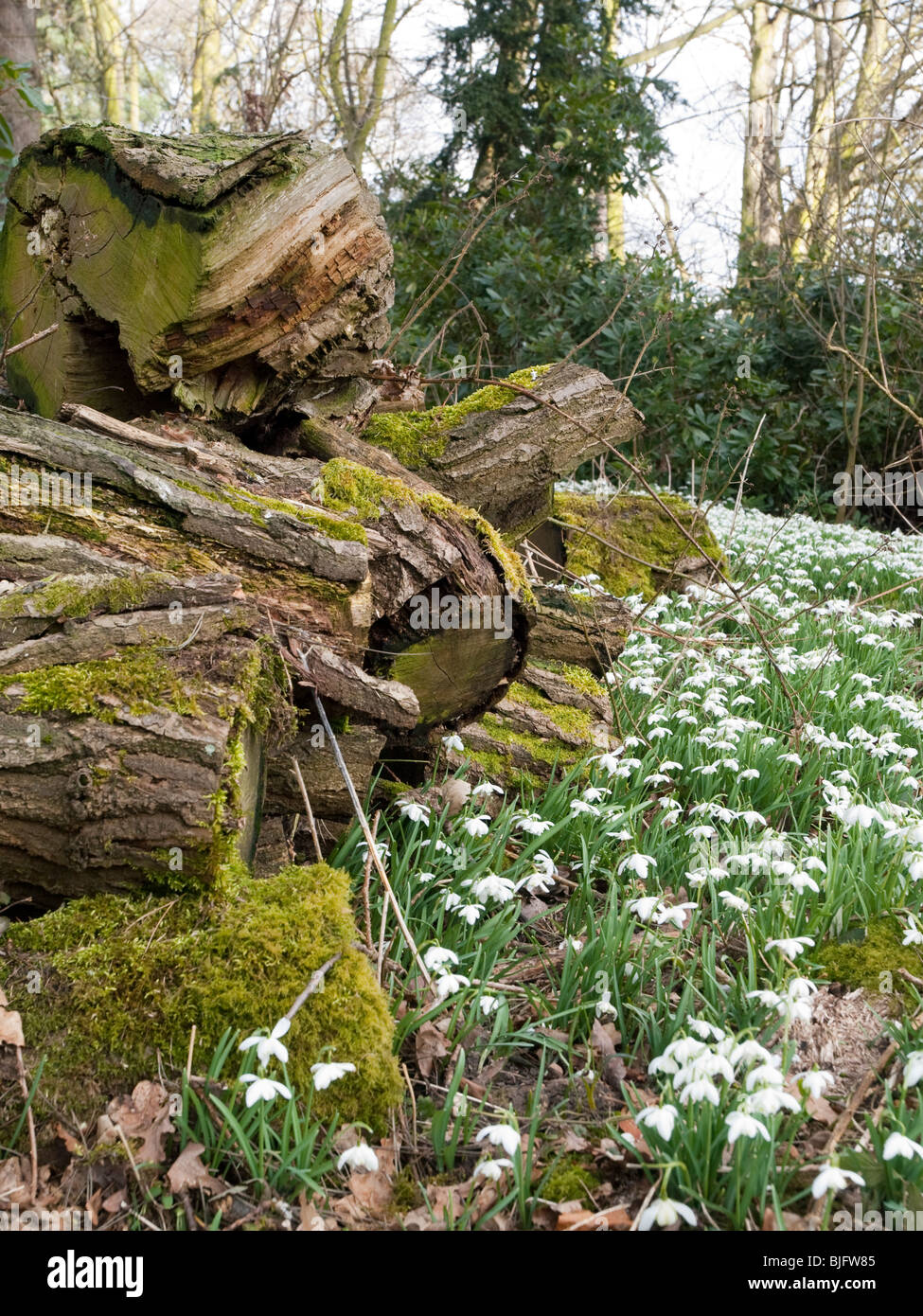 Snowdrops in the woods at Hodsock Priory, near Blyth in Nottinghamshire England UK Stock Photo