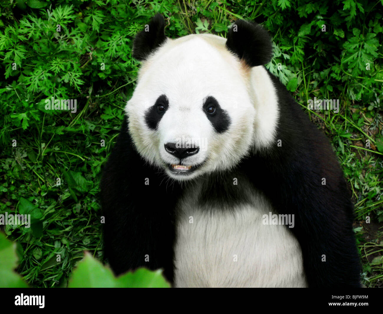 panda bear Stock Photo