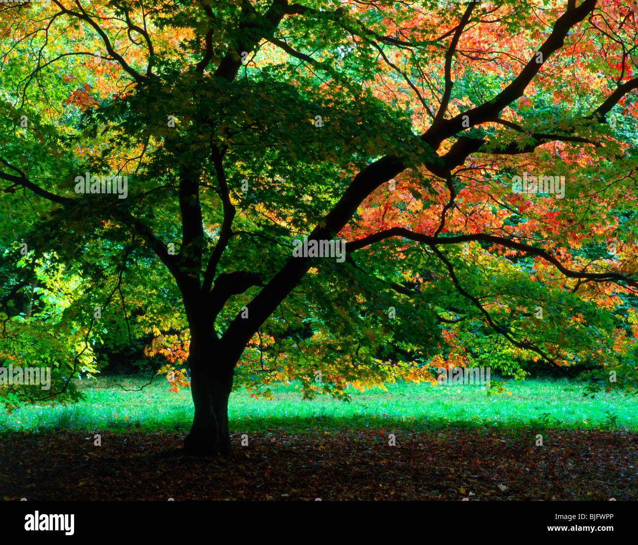 Trunk Leaves Autumn Westonbirt High Resolution Stock Photography and ...