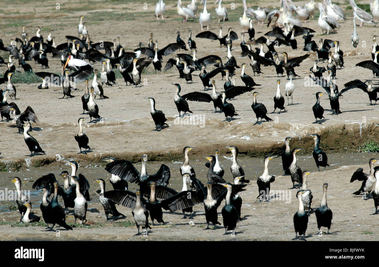 Bird life along the Kasinga Channel. Uganda, Africa © Demelza Cloke ...