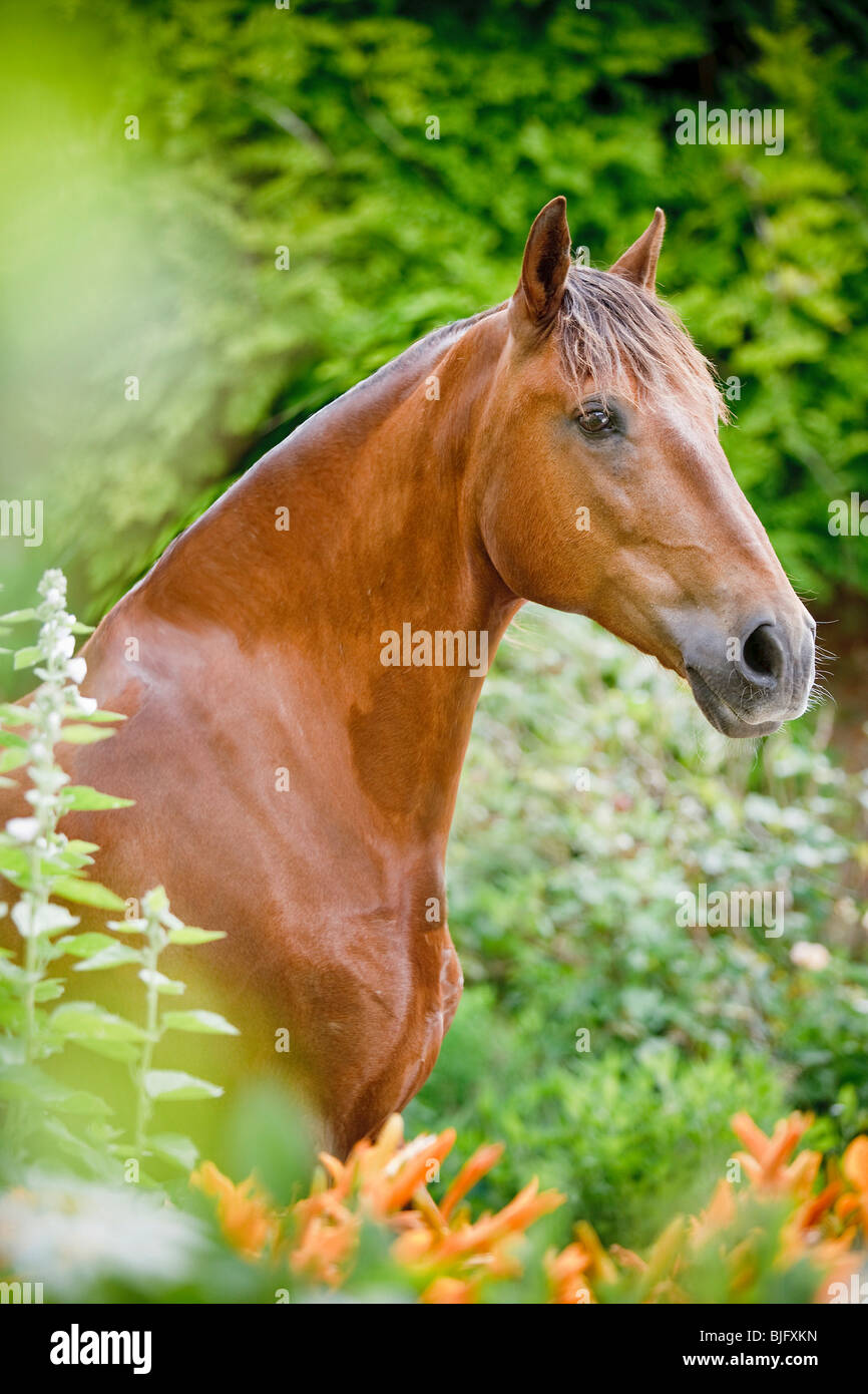 Lusitano horse standing portrait Stock Photo