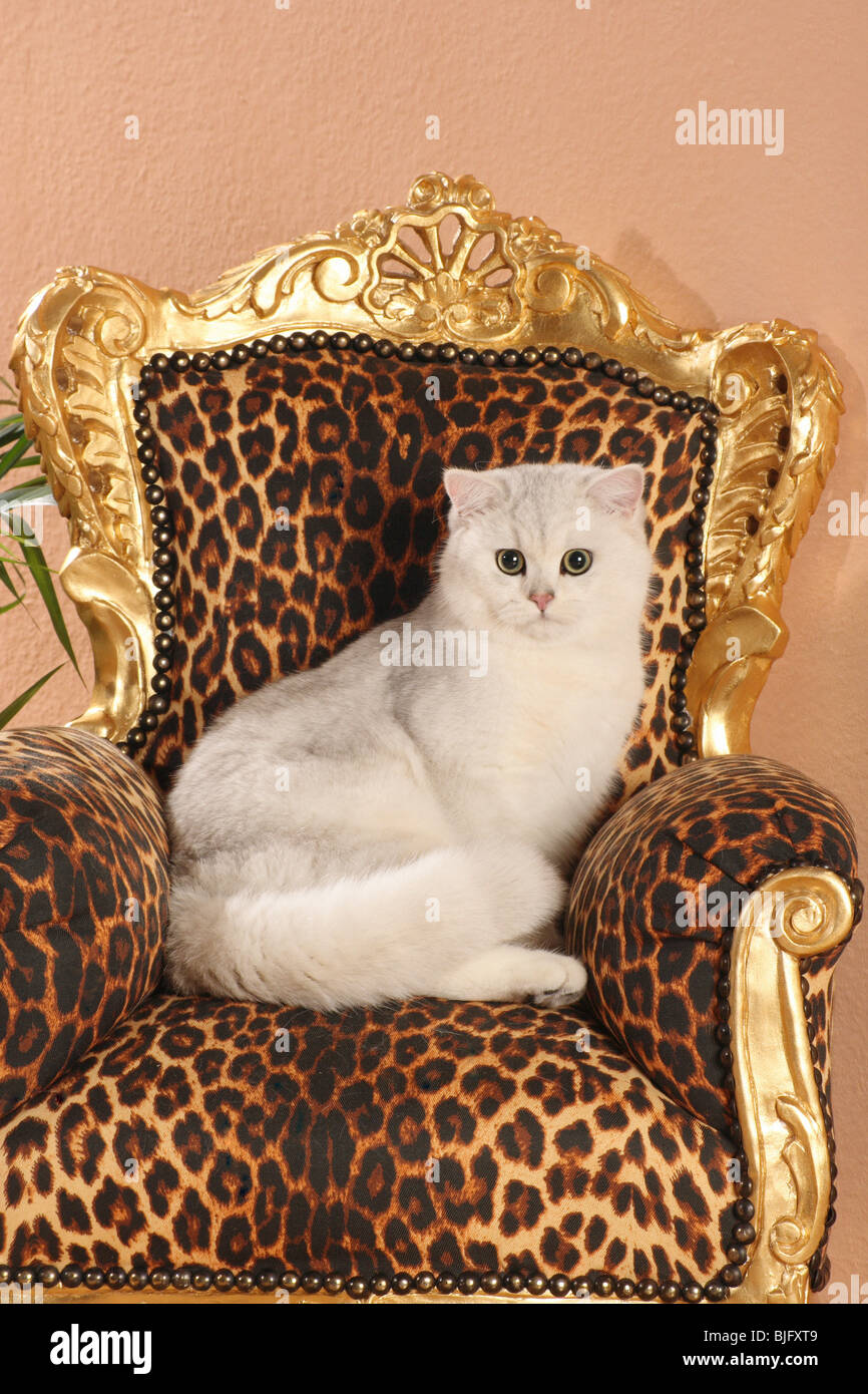 British Shorthair cat (silver-shaded) sitting chair Stock Photo
