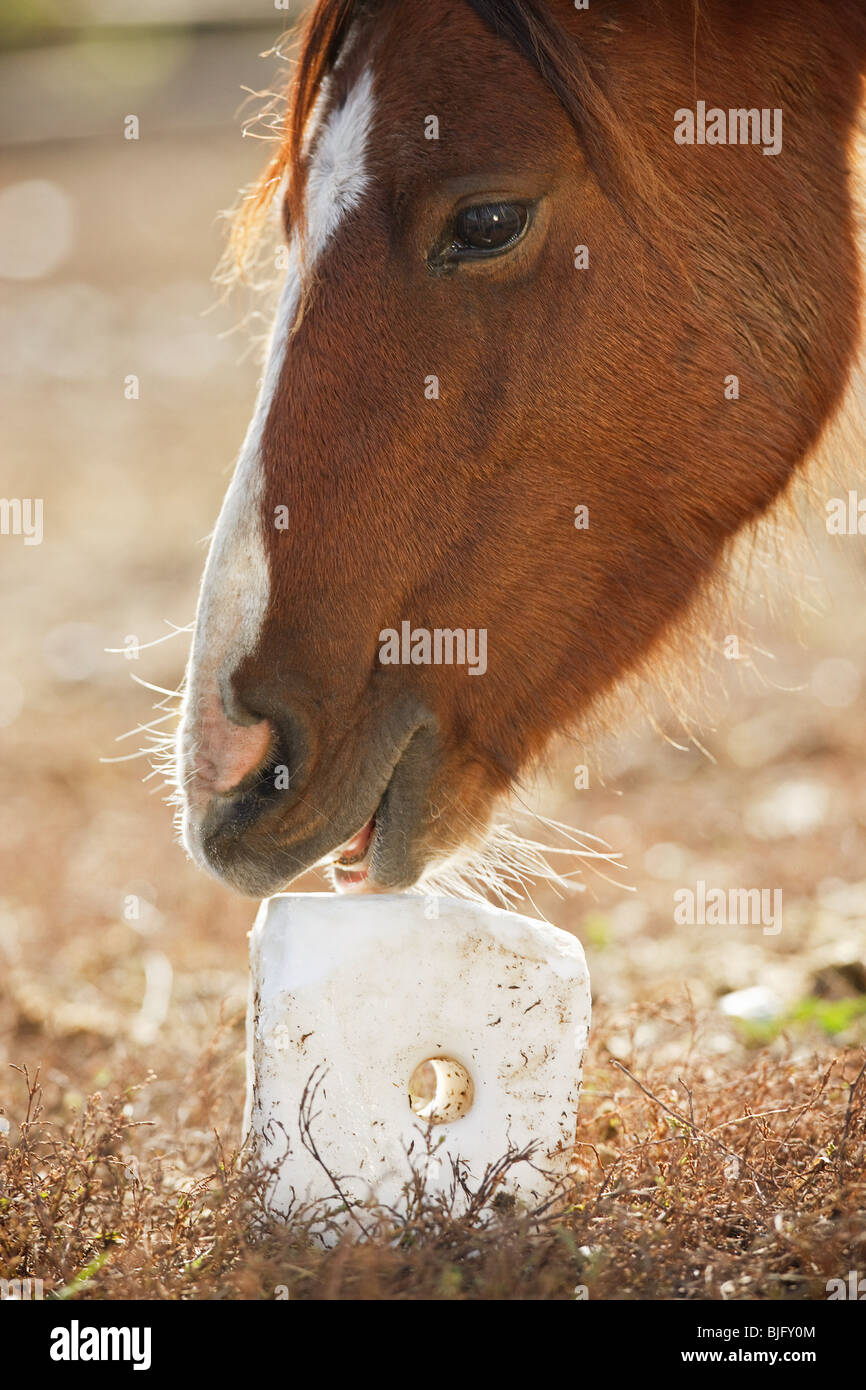 horse licking salt lick Stock Photo Alamy