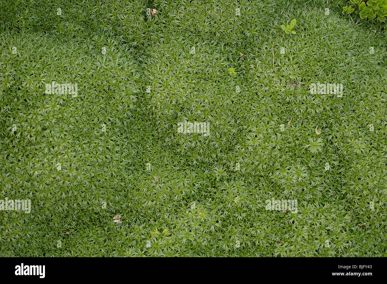Green grass texture background in the Linnaeus Garden Stock Photo - Alamy