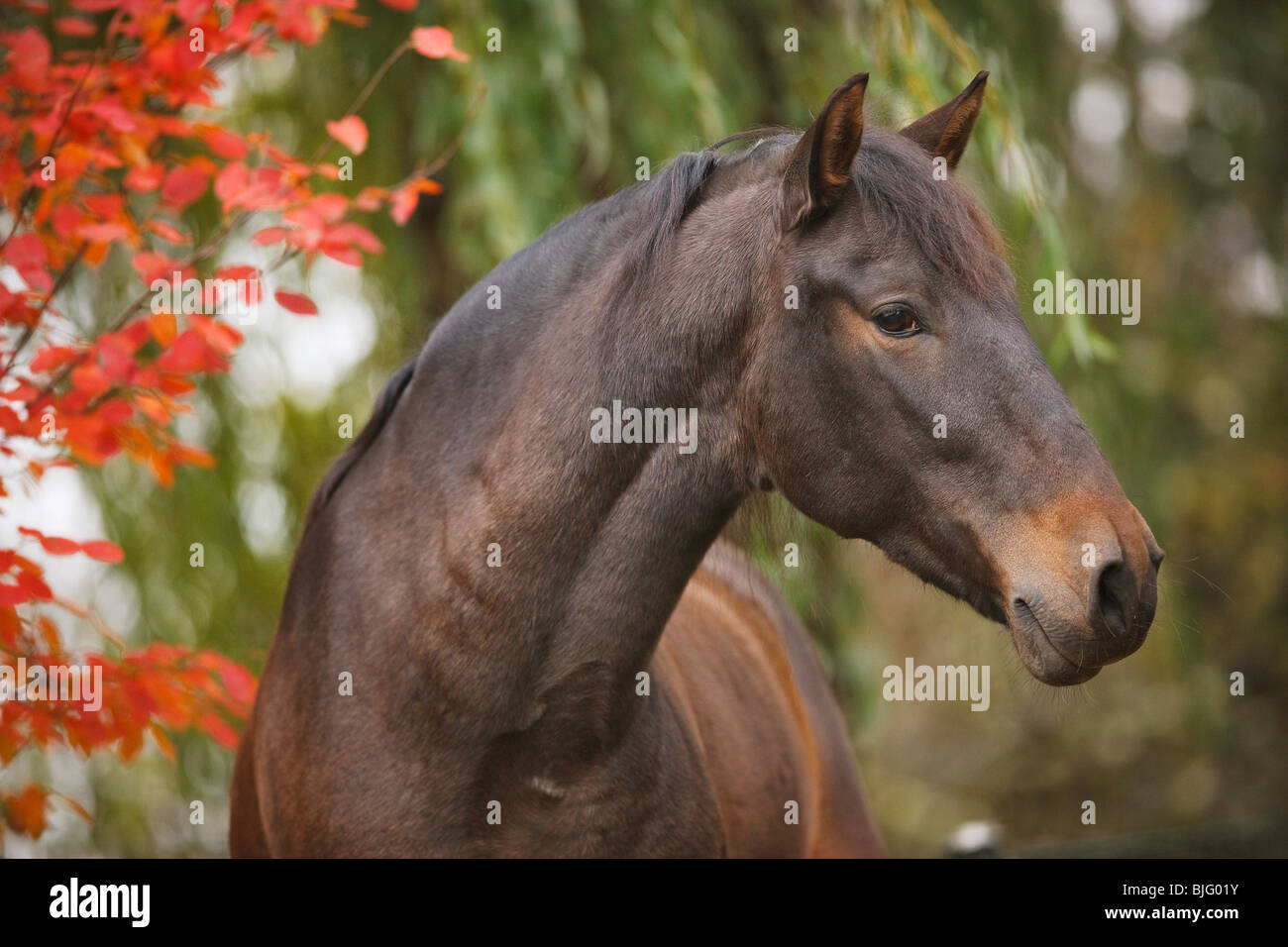 Pure Spanish-bred horse portrait Stock Photo