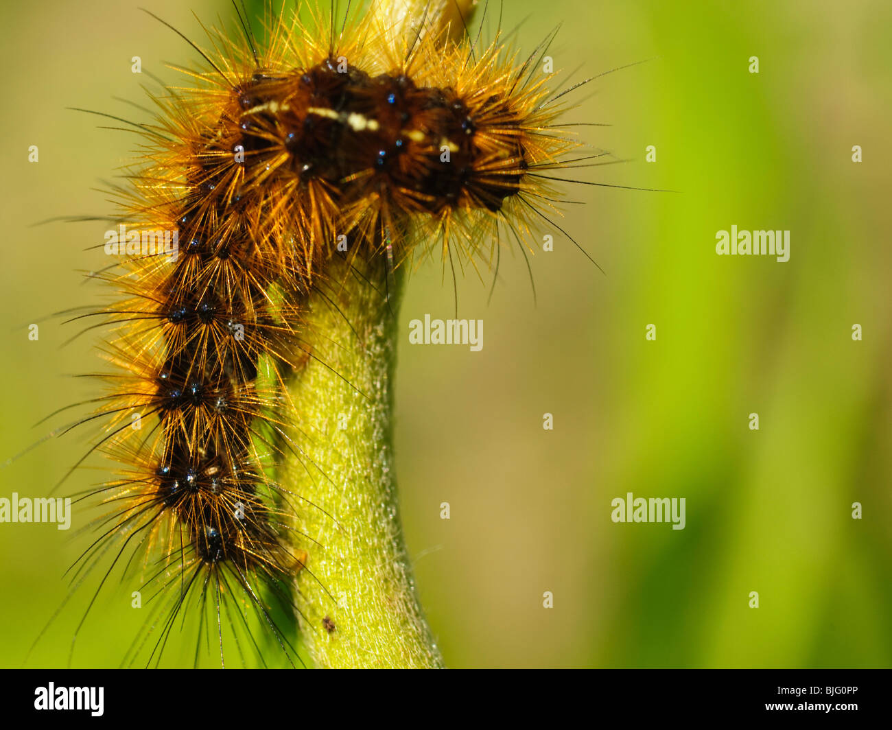 close up of a hairy caterpillar Stock Photo - Alamy