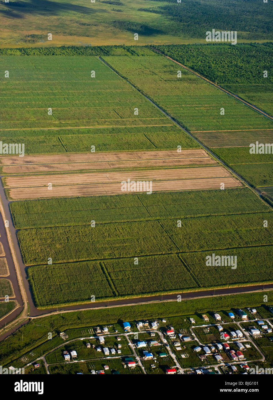 DEMERARA SUGAR CANE FIELDS, Guyana Stock Photo Alamy