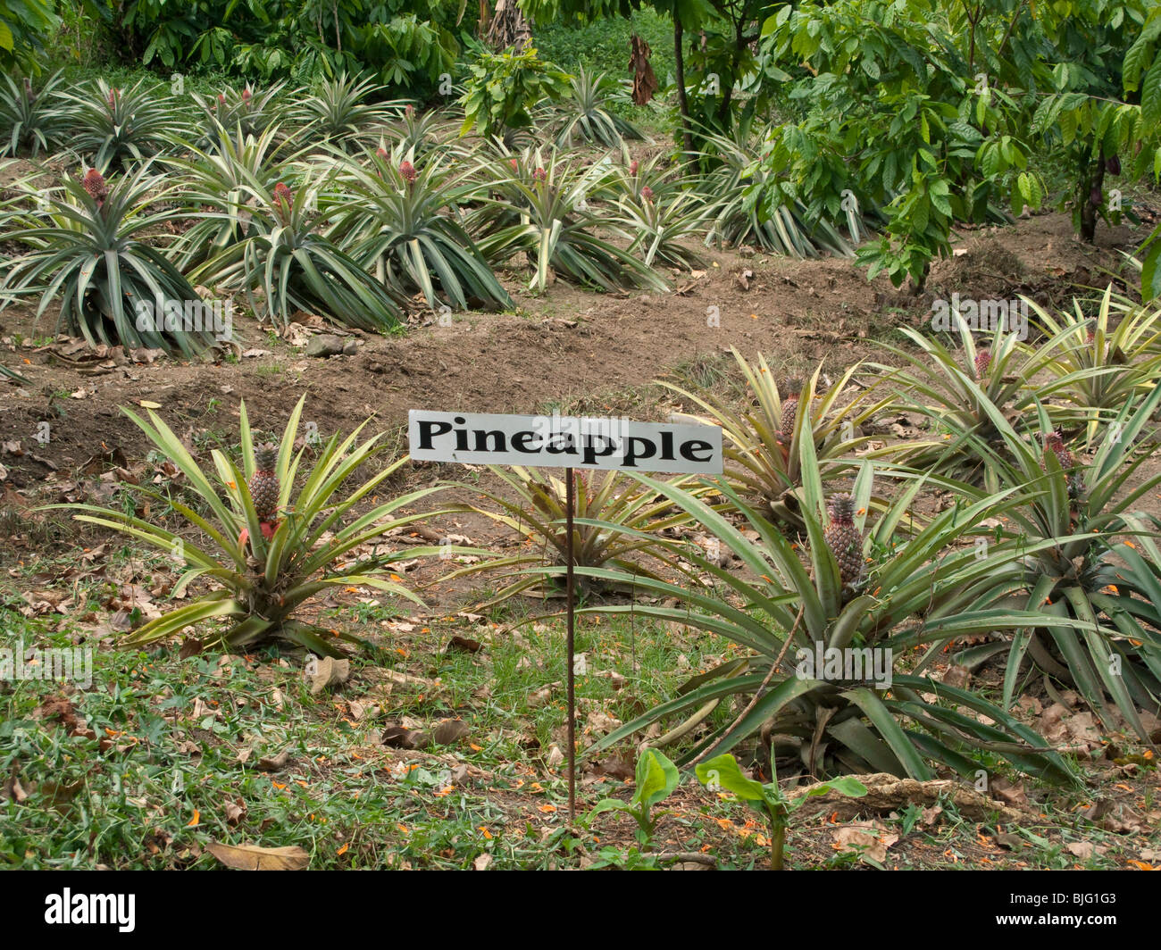 A field of growing pineapple plants on the Caribbean Island of Tobago