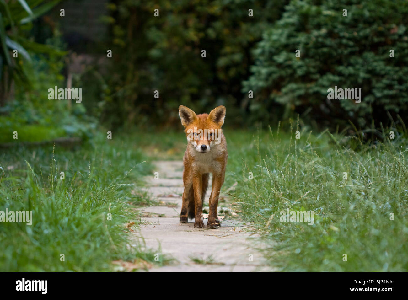 EUROPEAN RED FOX (Vulpes vulpes) in urban garden, South London, UK. Stock Photo