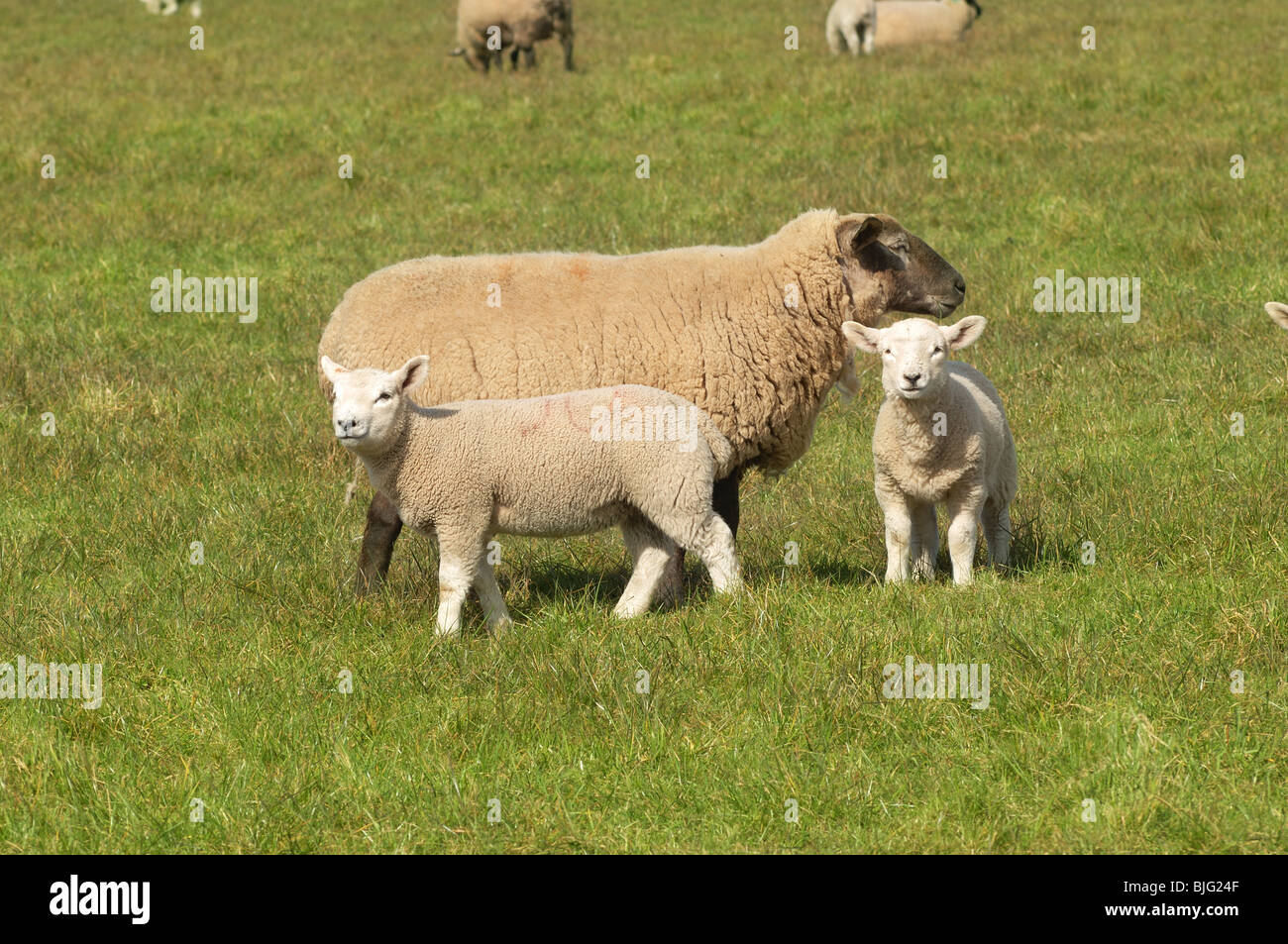Lambs - John Gollop Stock Photo