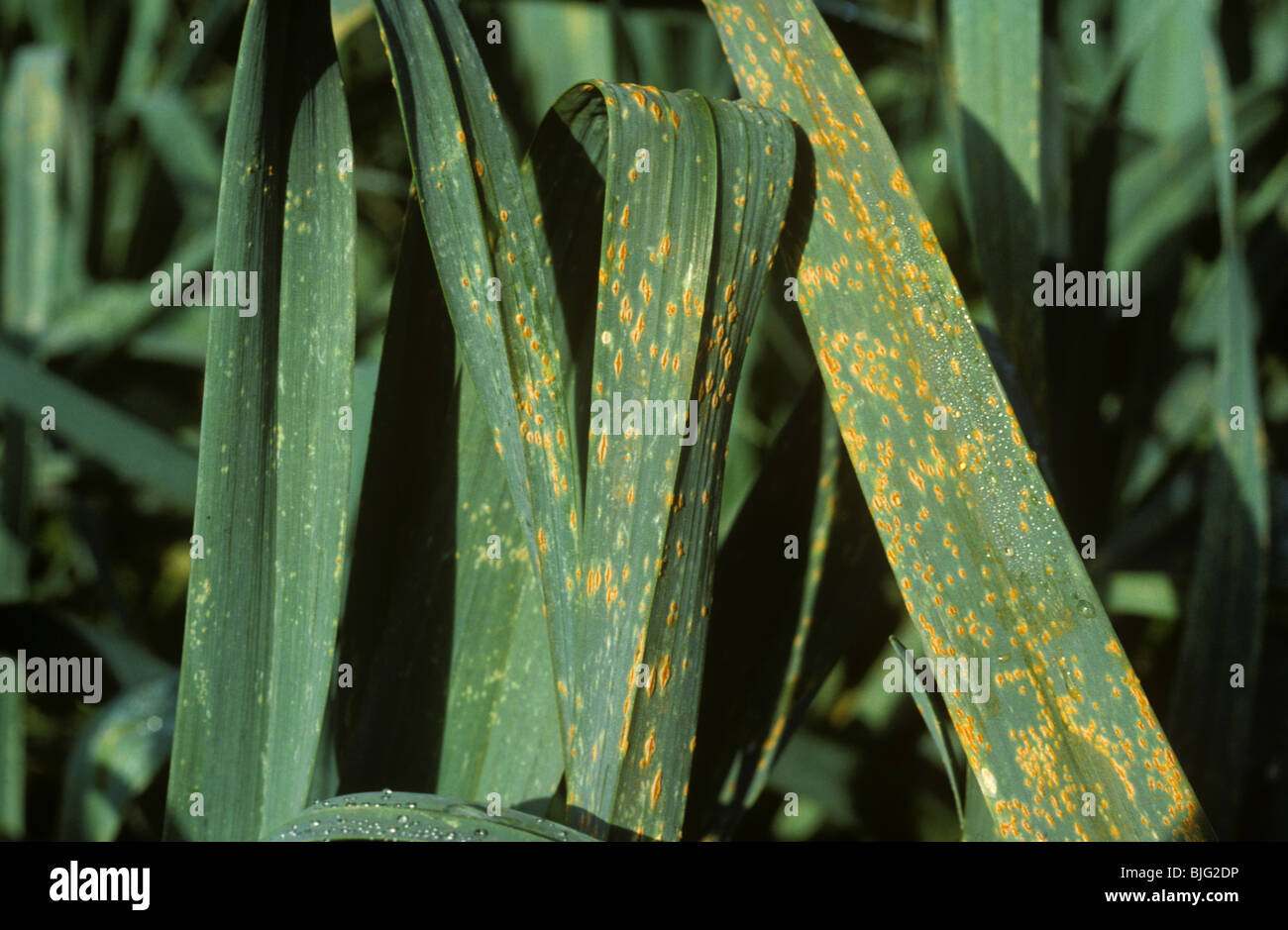 Leek rust (Puccinia porri) disease on leek field crop leaves Stock Photo