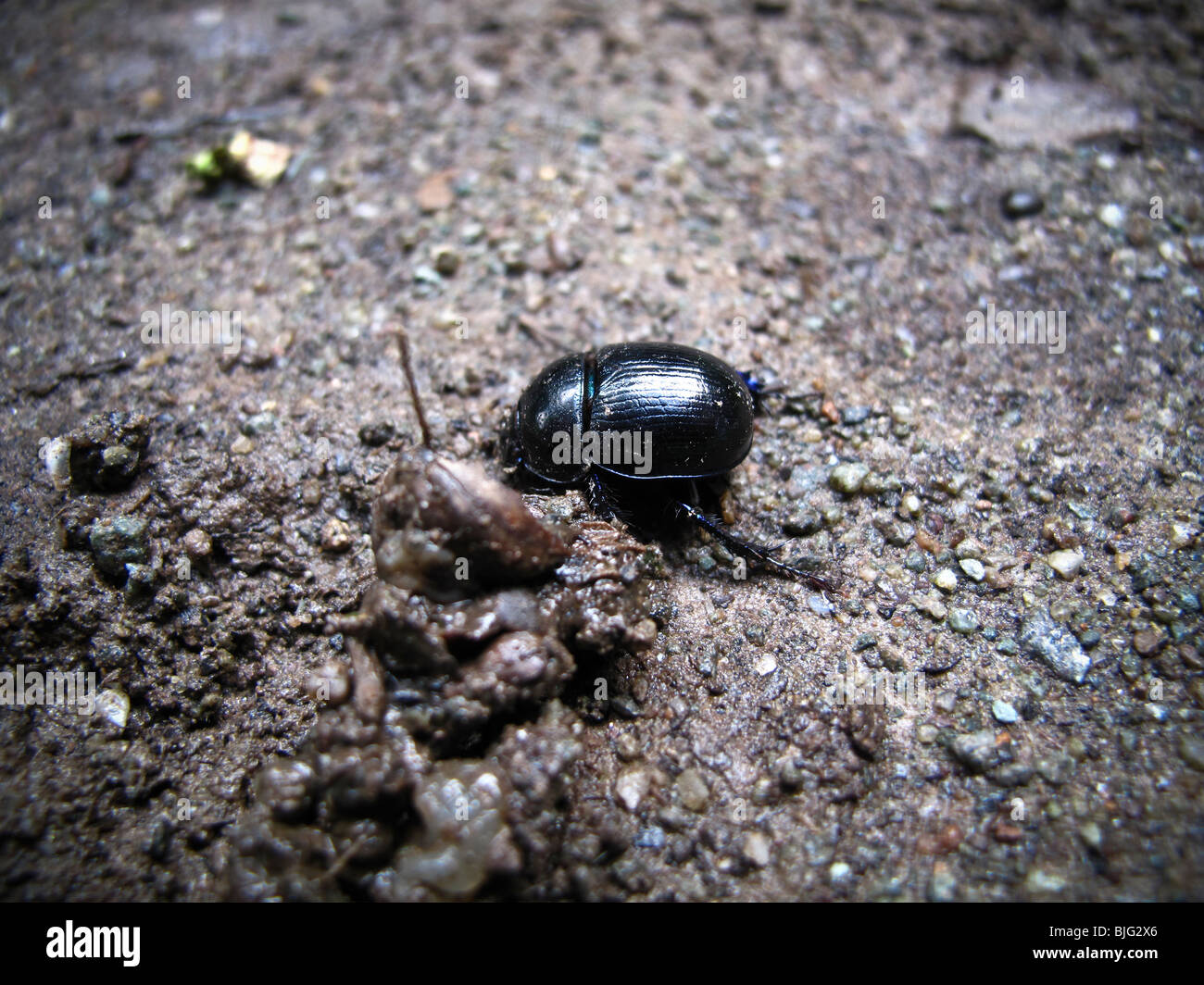 Dung beetle Geotrupes spiniger on path Stock Photo