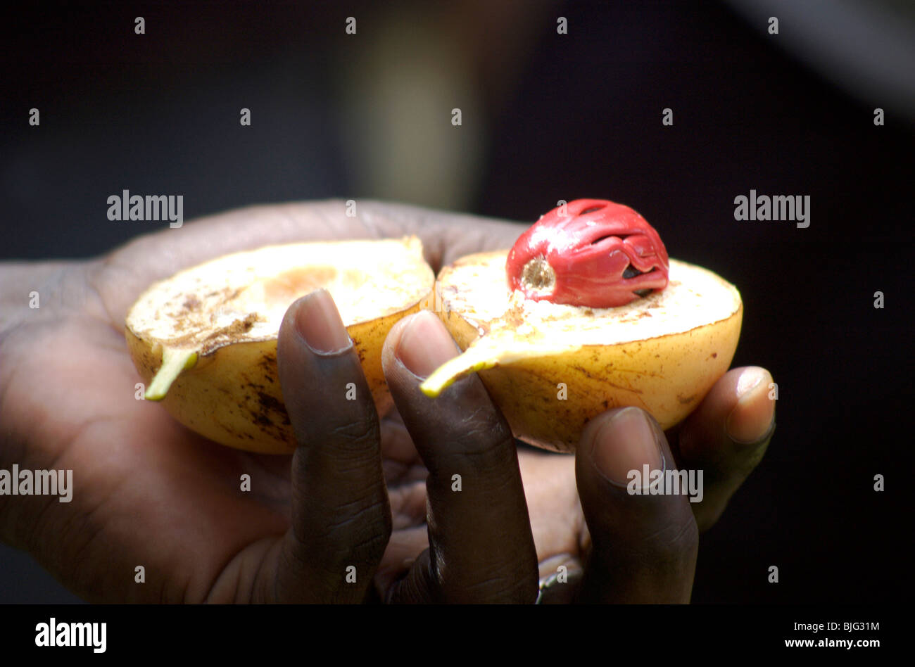 Nutmeg. Spice Tour, Zanzibar, Africa © Demelza Cloke Stock Photo Alamy
