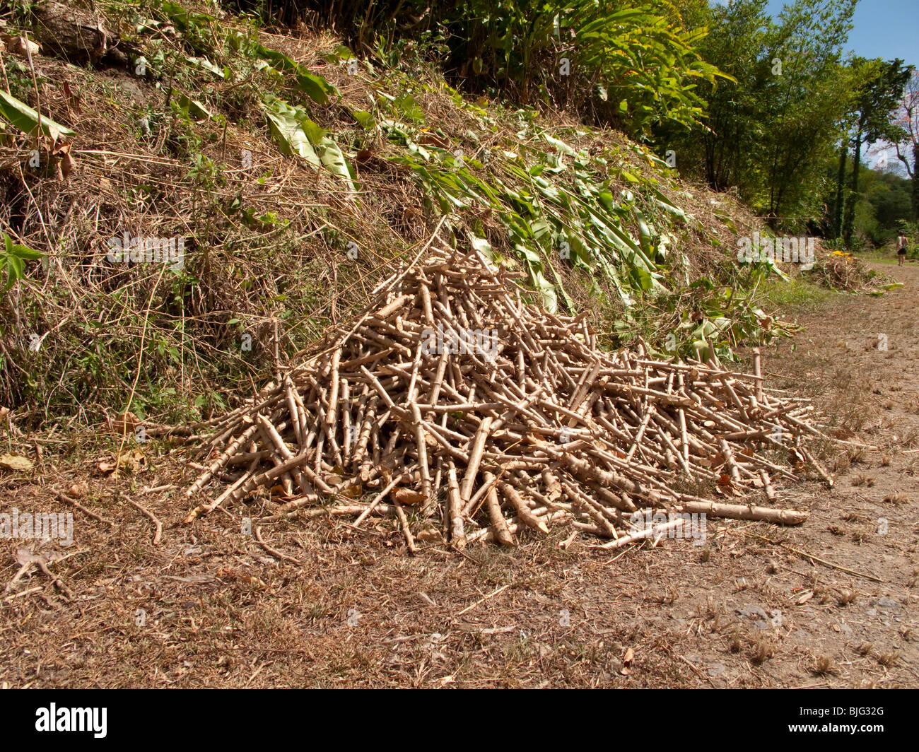 A pile of cassava stems awaiting by the side field for planting near the rainforest, Tobago West Indies Stock Photo