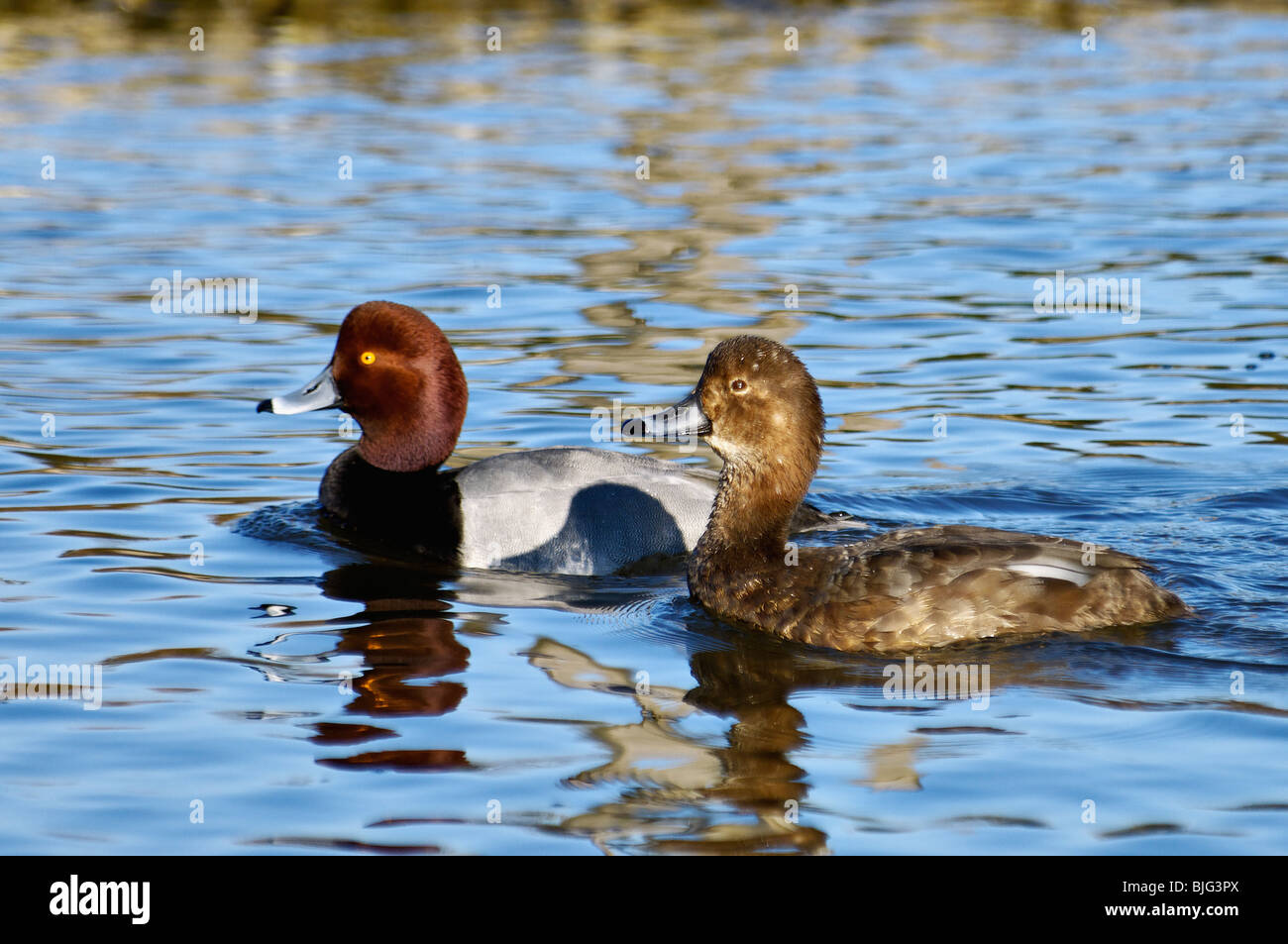Redhead Duck Drake and Hen on Pond in Southern Indiana Stock Photo