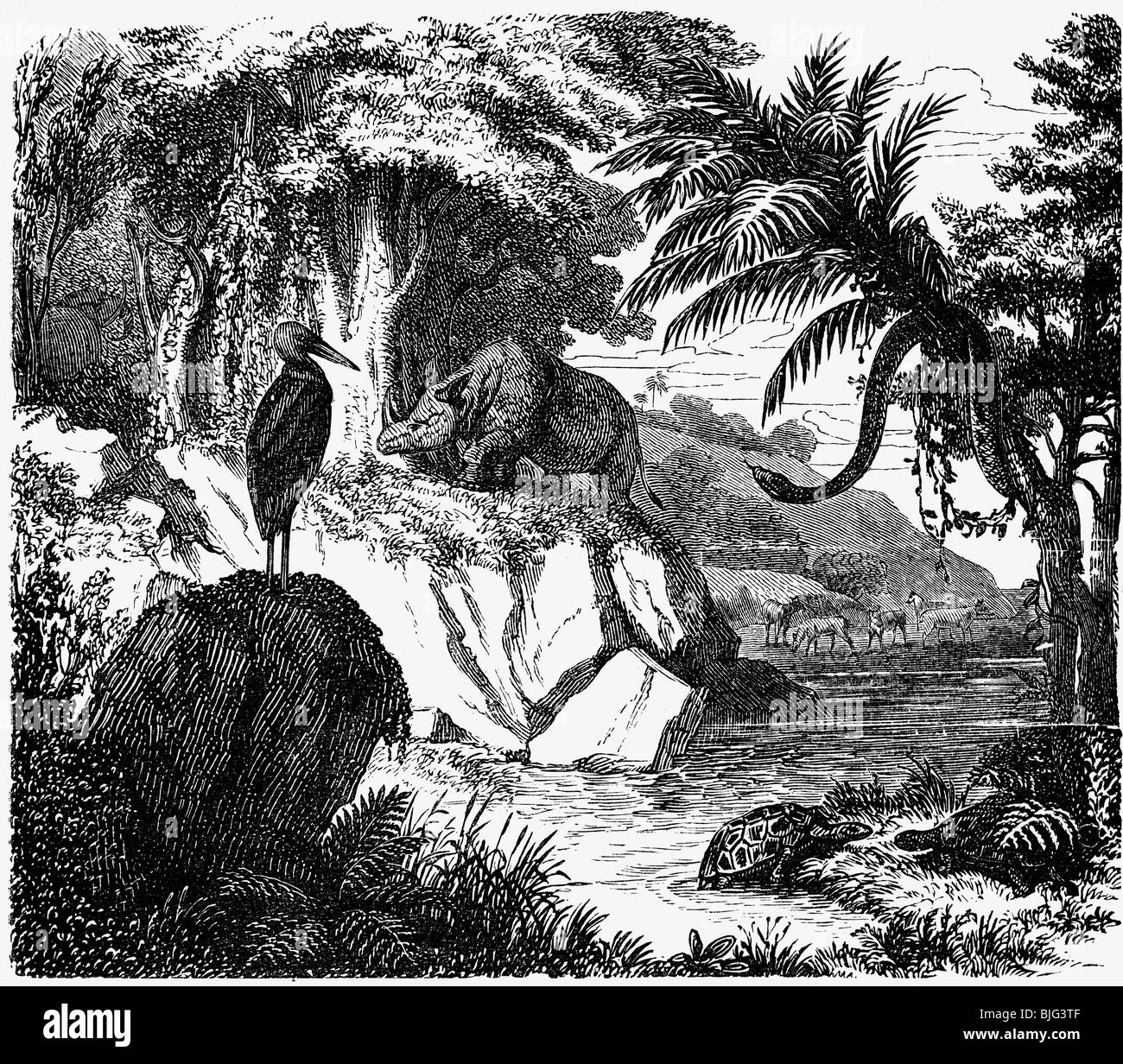 prehistory, prehistoric landscape, Eocene epoch, illustration, wood engraving, circa 1870, Stock Photo
