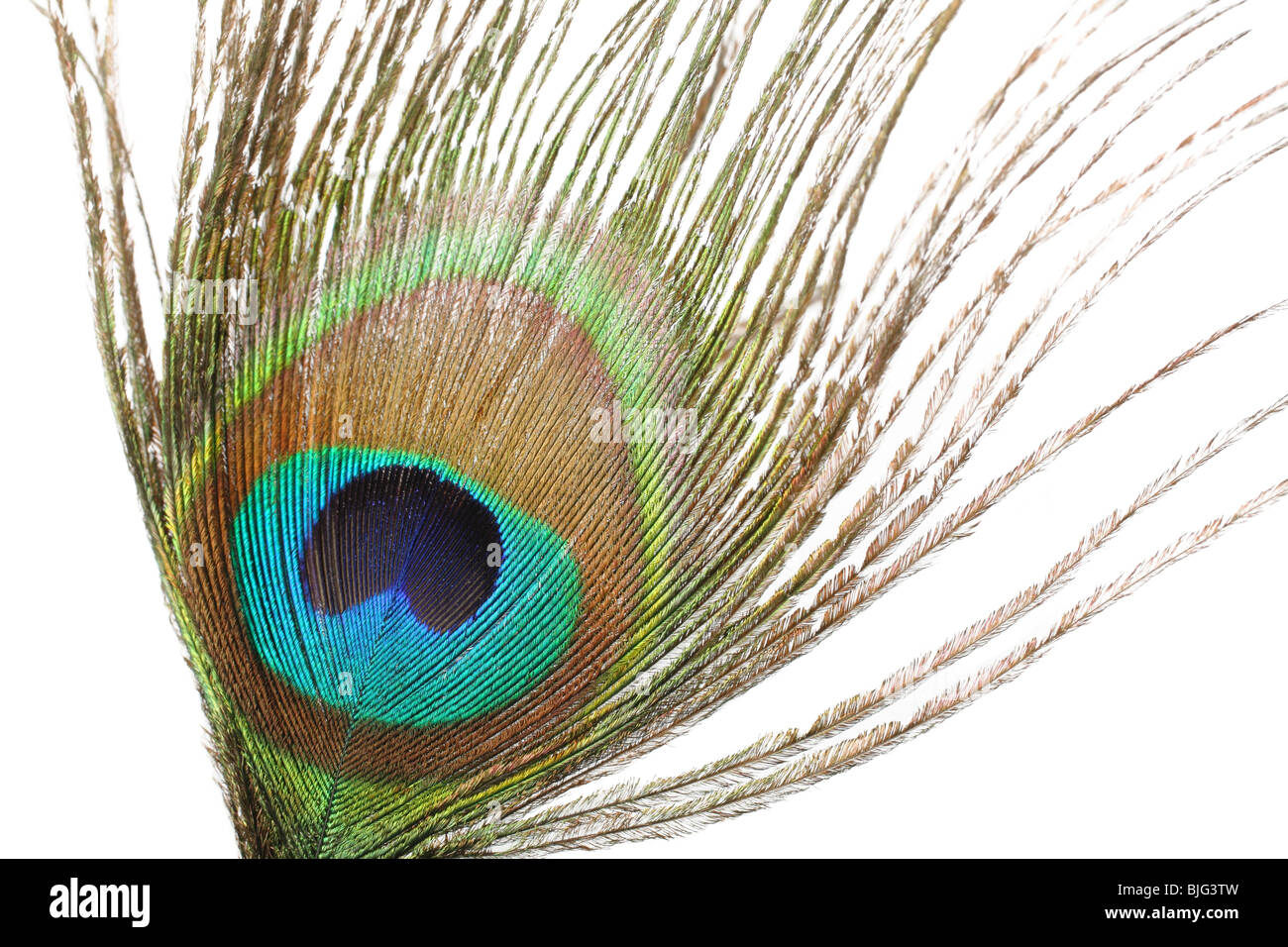 close-up of a single brightly colored peacock feather cutout Stock Photo
