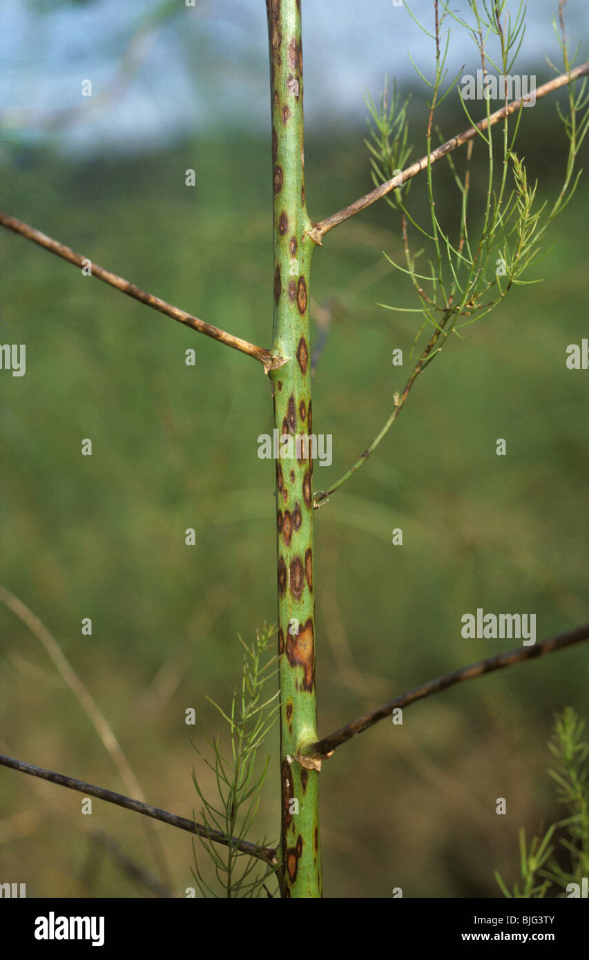 Leaf & stem spot (Phomopsis sp.) on asparagus stem, Thailand Stock Photo