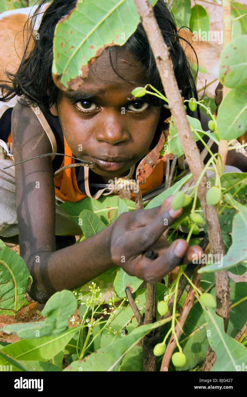 Aboriginal girl Chantelle gathers green plums during Gamardi outstation school outing to learn traditional food gathering Stock Photo