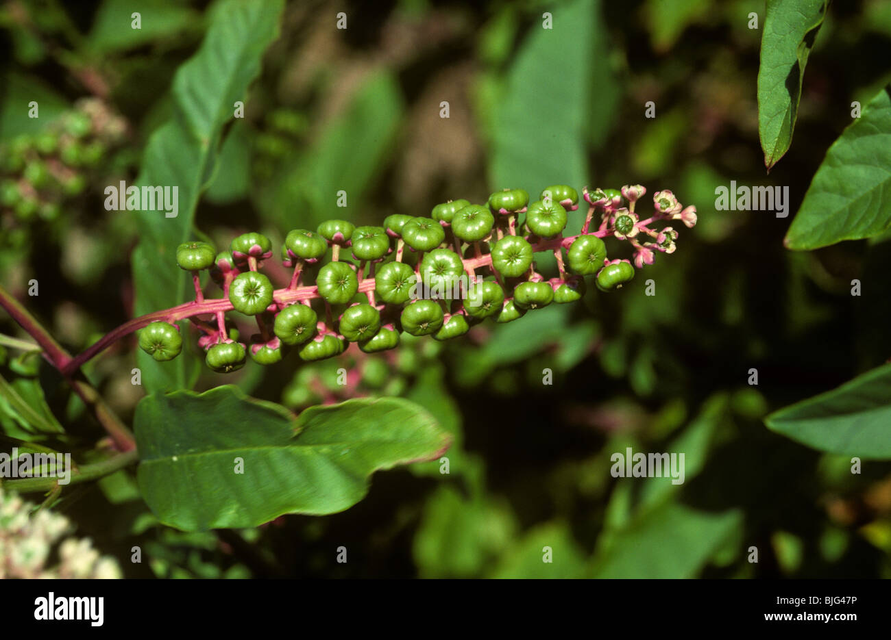 Pokeweed (Phytolacca americana) plant in flower and seeding, France Stock Photo