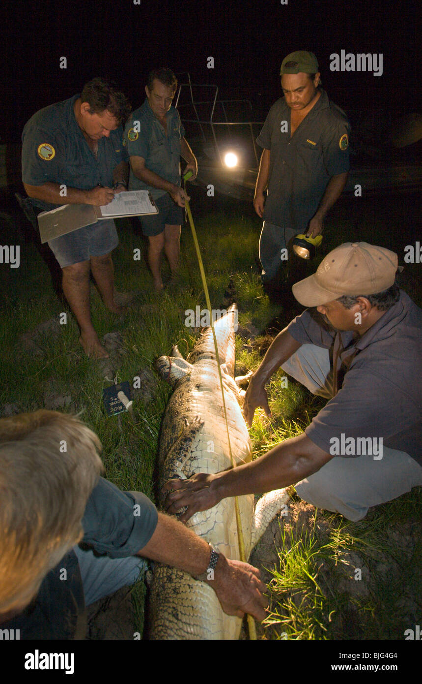 Aboriginal DJELK Rangers work with Gary Lindner at night to catch check tag and release crocodiles near Maningrida Kakadu. Stock Photo