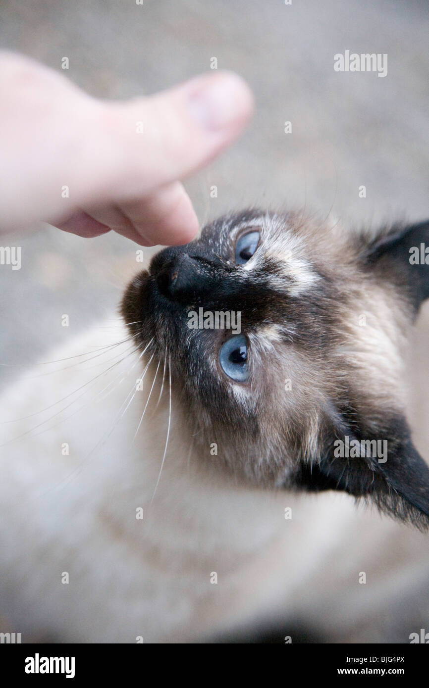 cat sniffing hand Stock Photo Alamy