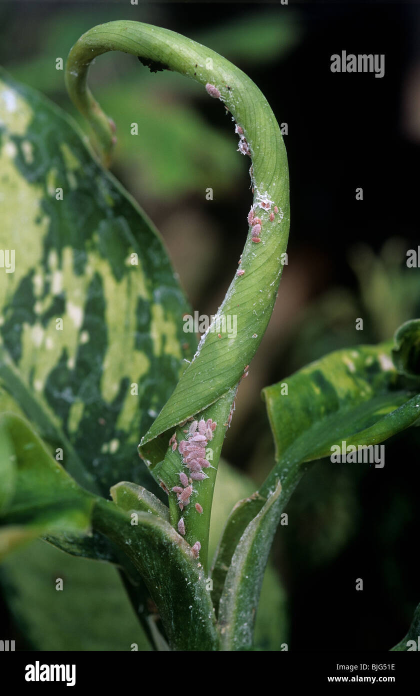 Long-tailed mealybug (Pseudococcus longispinus) infestation on glasshouse Aglaonema pot plant Stock Photo