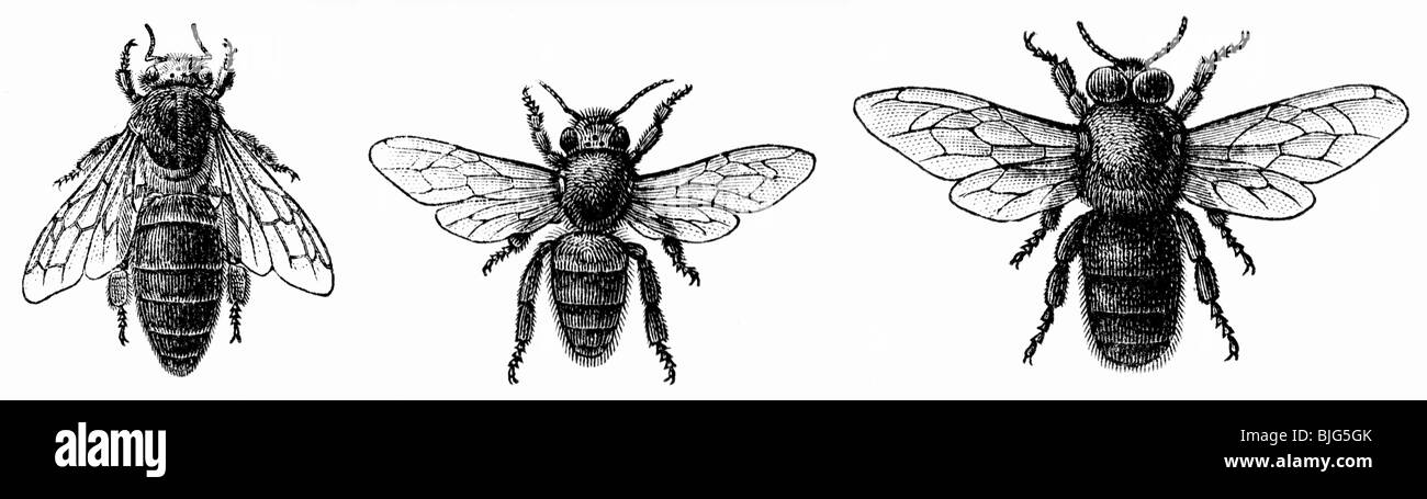 zoology, insects, bees, western honeybee (Apis mellifera), queen, worker and drone, wood engraving, 1904, Stock Photo