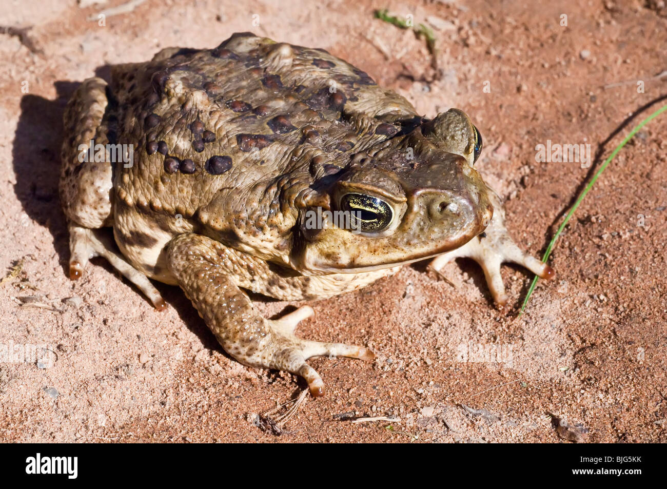Cane toad, Bufo marinus, also known as Giant Neotropical toad or marine toad, native to Central and South America Stock Photo