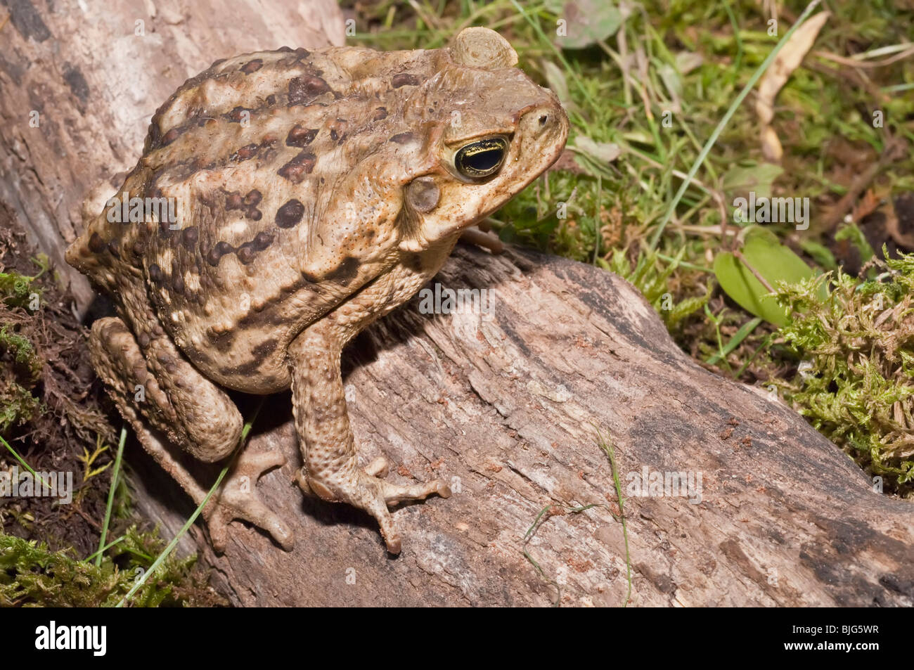 Cane toad, Bufo marinus, also known as Giant Neotropical toad or marine toad, native to Central and South America Stock Photo