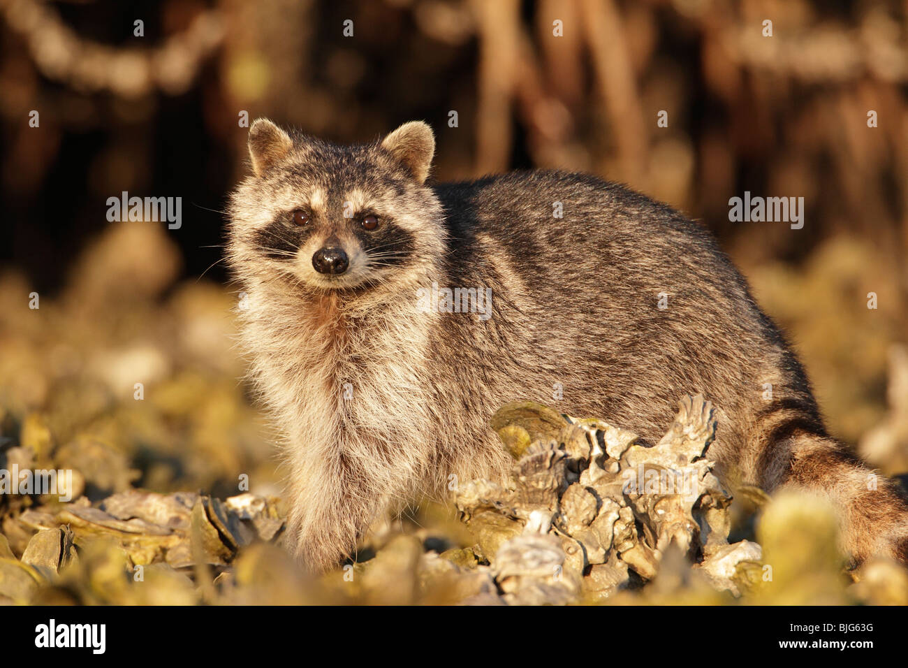 Ornery Racoon Raccoon foraging on Oyster bed Stock Photo - Alamy