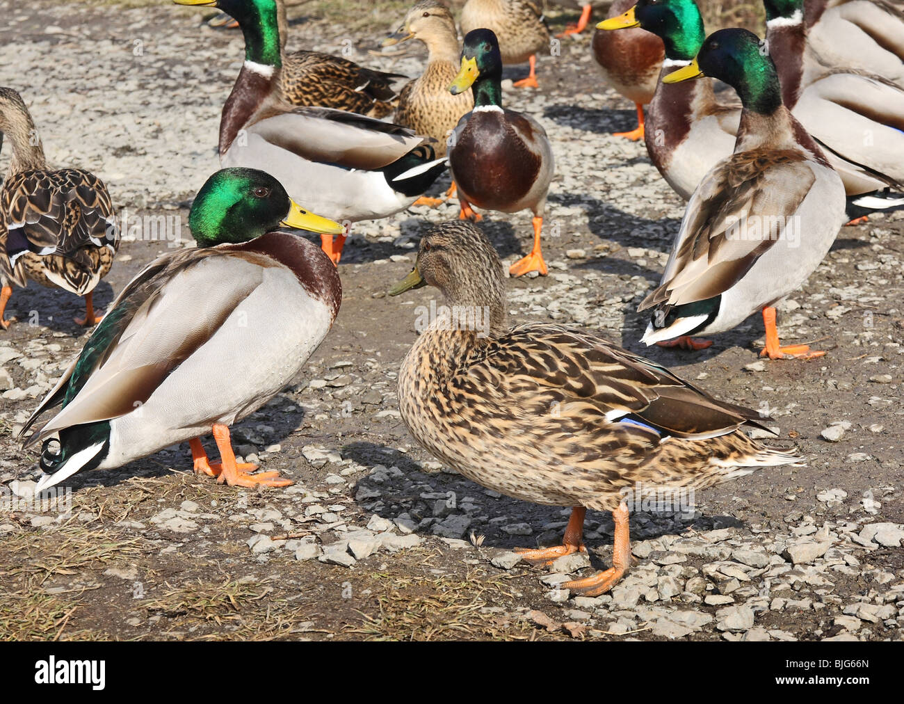 Group of mallard ducks on the banks of the creek Stock Photo Alamy