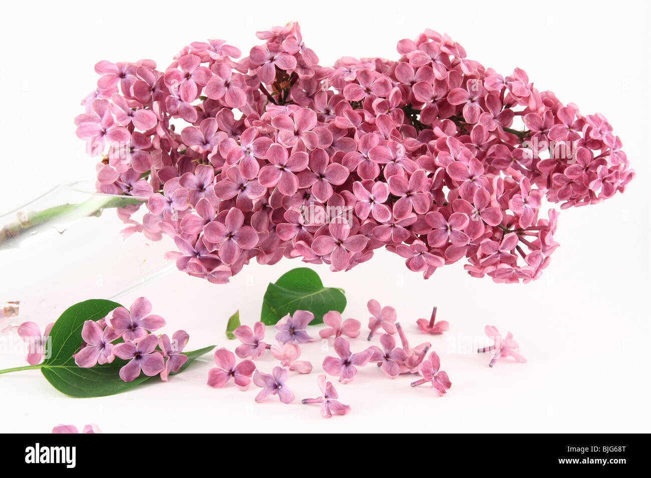 Lilac tree hi-res stock photography and images - Alamy